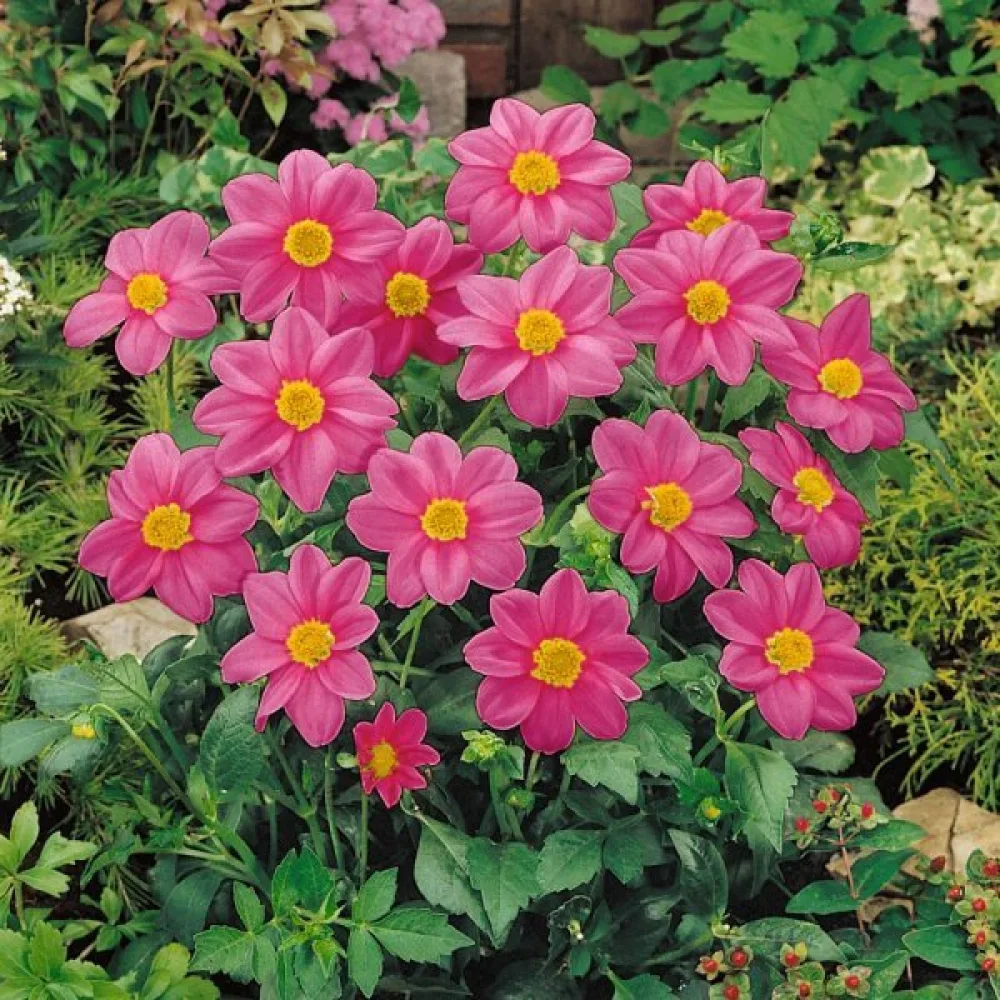 Matala daalia 'Mignon Rose Shades'