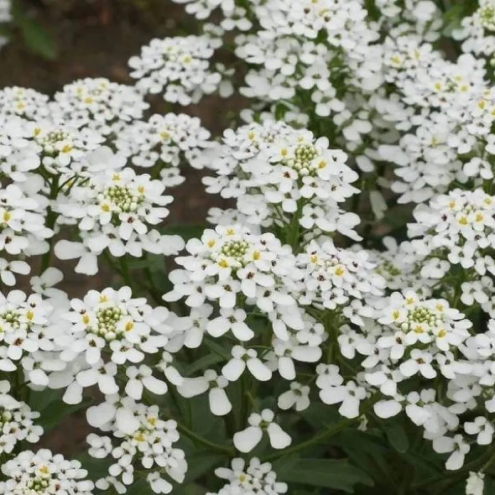 Iberis 'Empress' – valkoinen