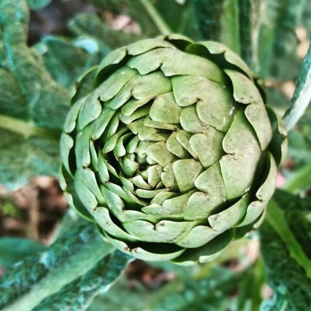 Artisokka 'Green Globe'