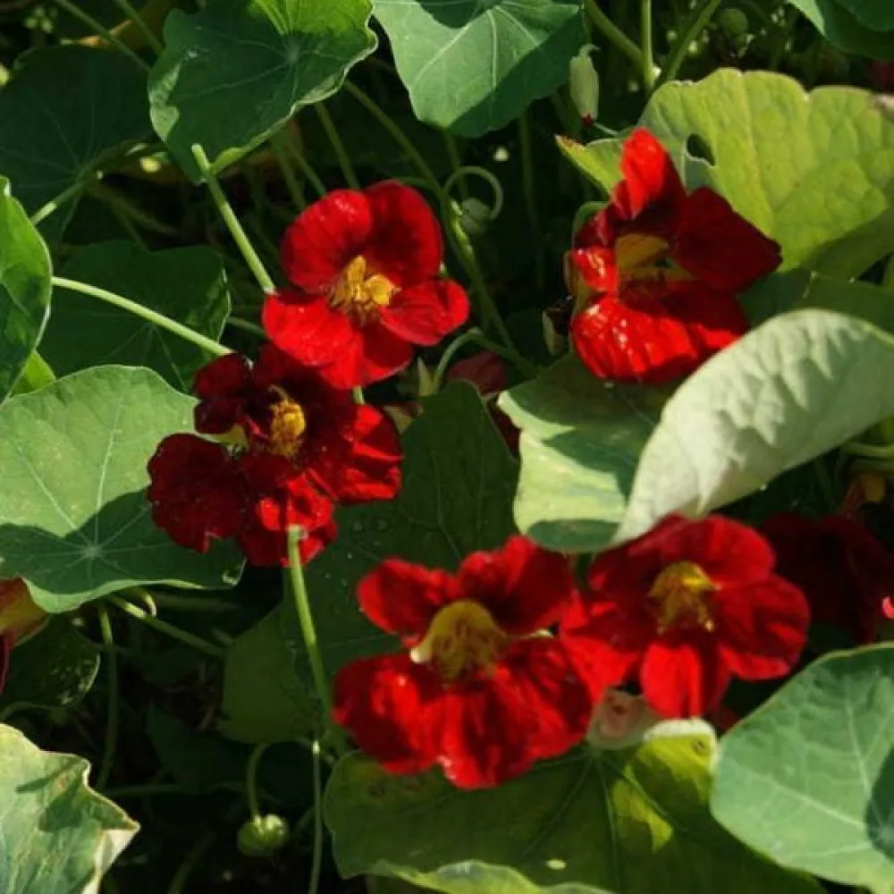 Köynnöskrassi 'Mahogany Jewel'