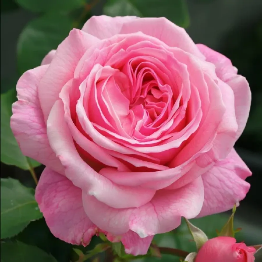 Ruusu 'Eternal Princess' – paljasjuurinen