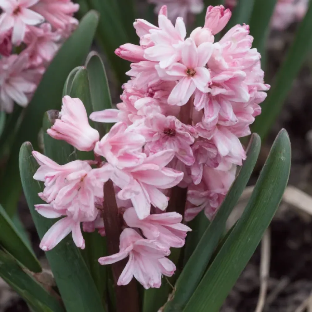 Hyasintti 'Spring Beauty'