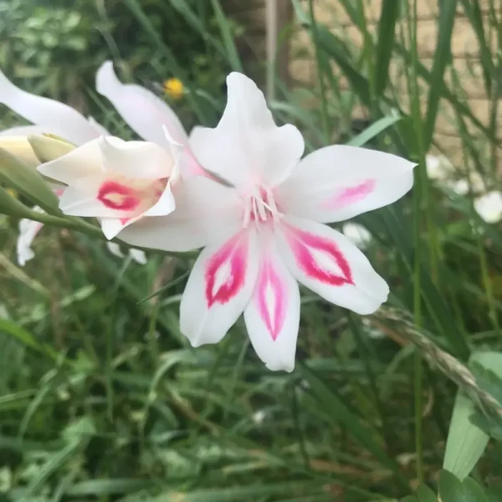 Miekkalilja 'Nymph'
