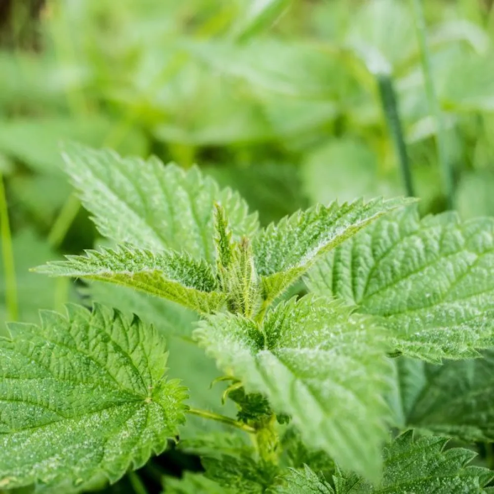 Nokkonen Urtica dioica