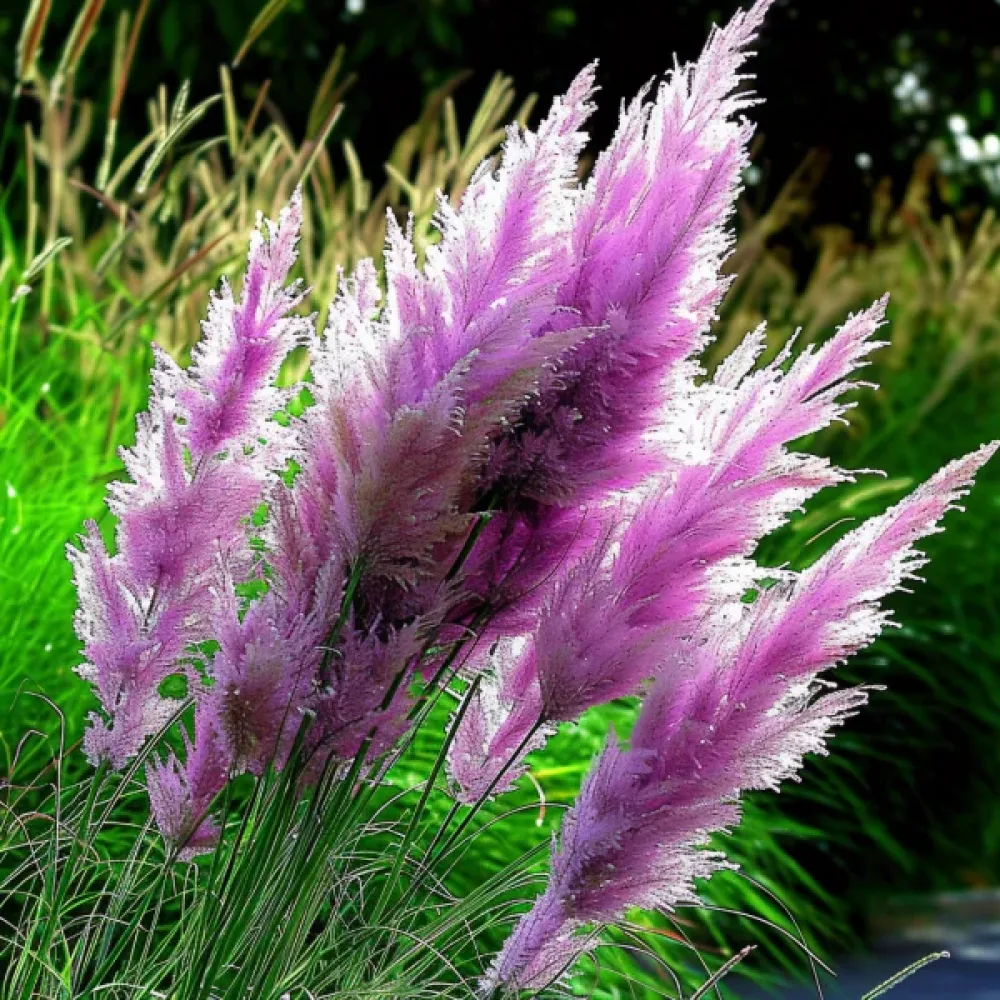 Pampaanruoho 'Pampas Plume' vaaleanpunainen