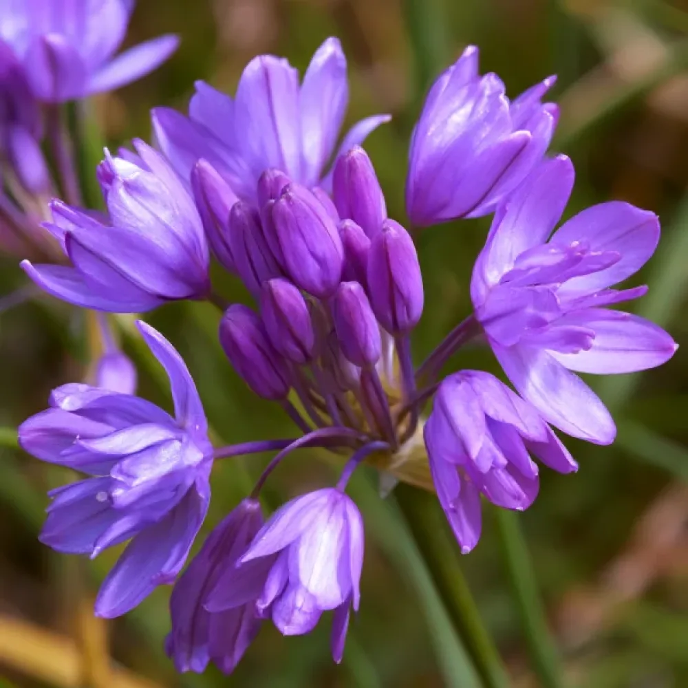 Dichelostemma 'Congestum'