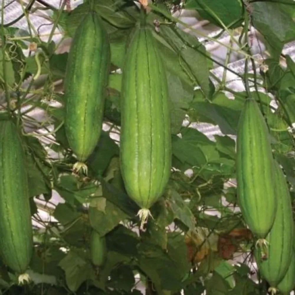 Luffa (pesusienikurpitsa)