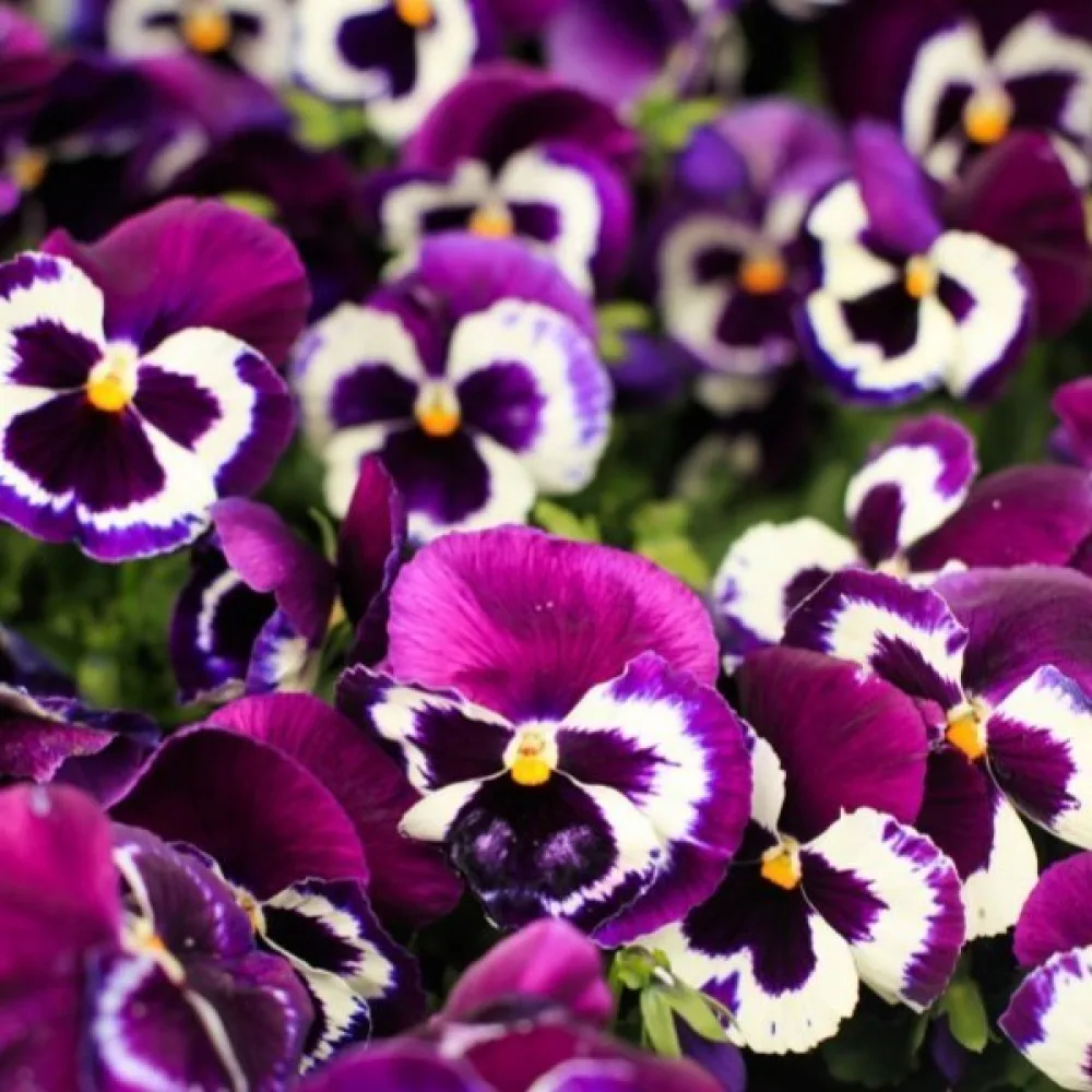 Tarhaorvokki 'Springtime Cassis'