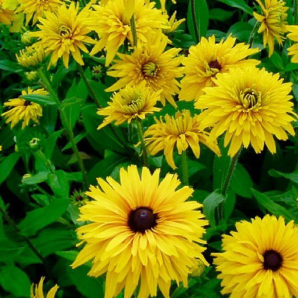 Kesäpäivänhattu 'Gloriosa Double Daisy'