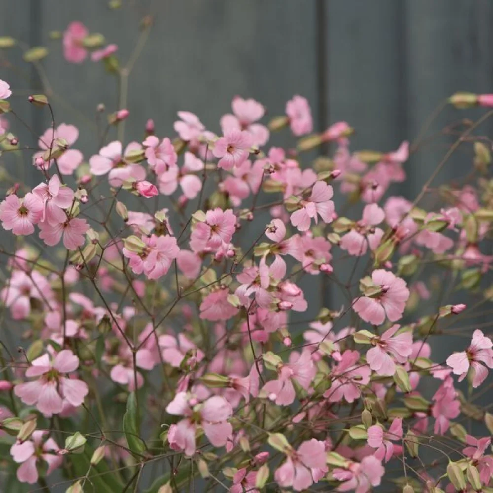 Vaccaria 'Pink Beauty'