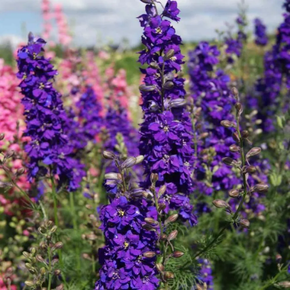 Kesäkukonkannus 'Blue Spire' – tummansininen