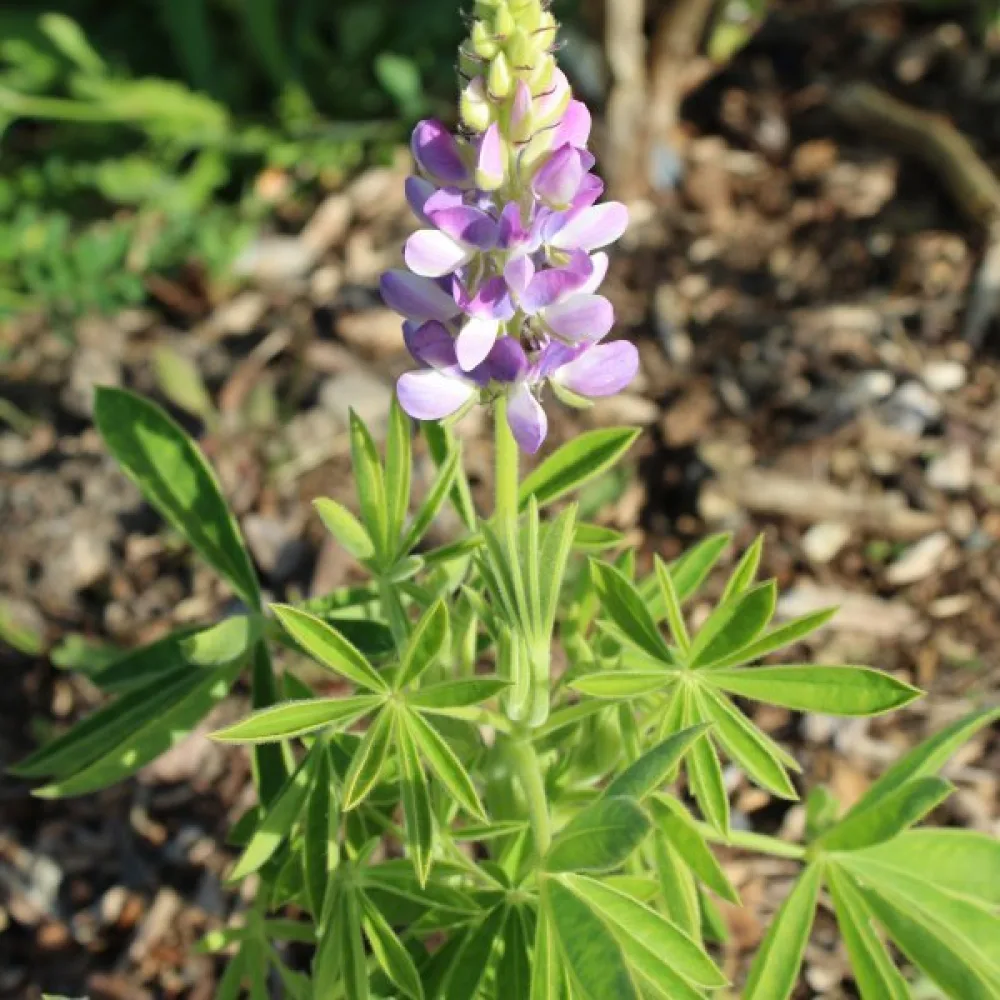 Lupiini 'Pixie Delight' – sekoitus