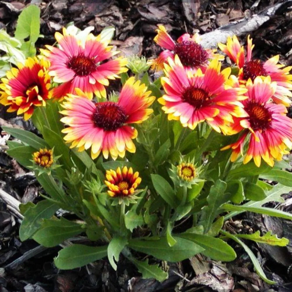 Kokardikukka Gaillardia aristata, sekoitus