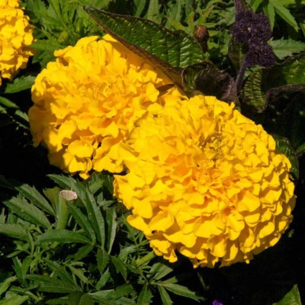 Kookossamettikukka 'Calando Golden'
