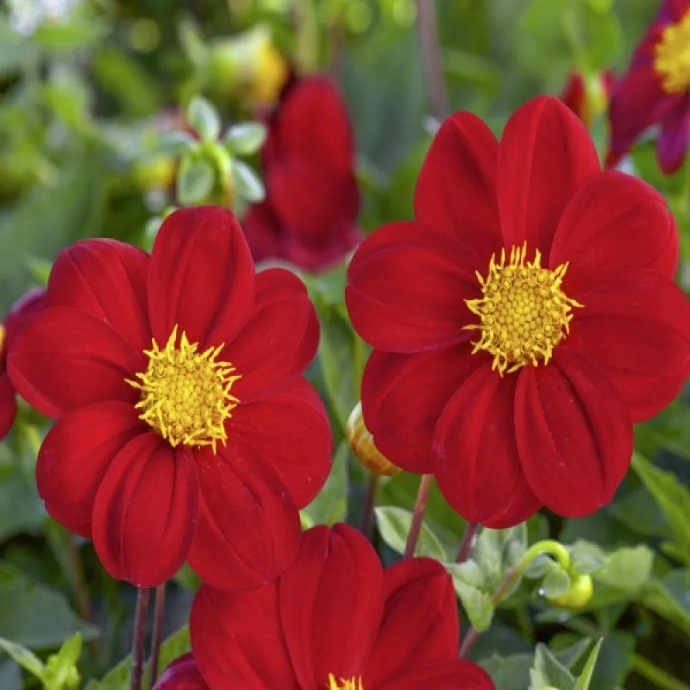 Matala daalia 'Mignon Red Shades'