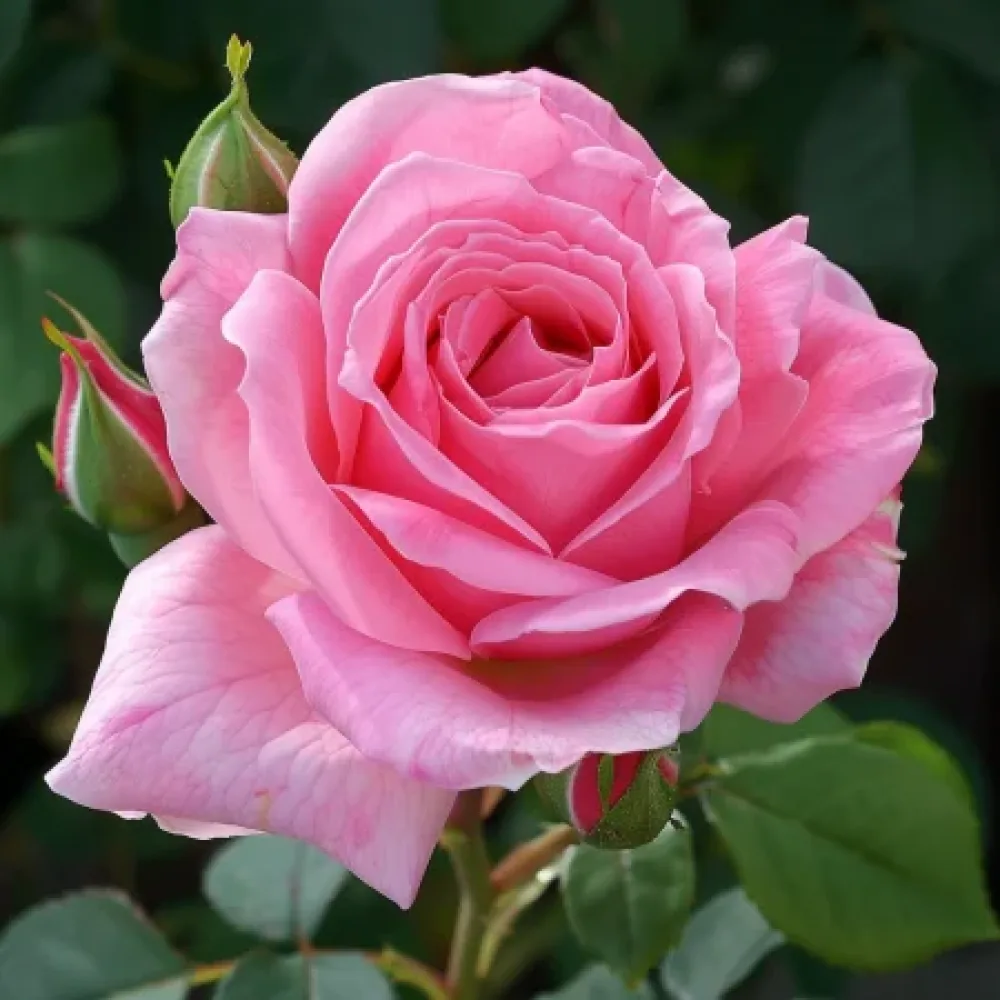 Ruusu 'Eternal Princess' – paljasjuurinen