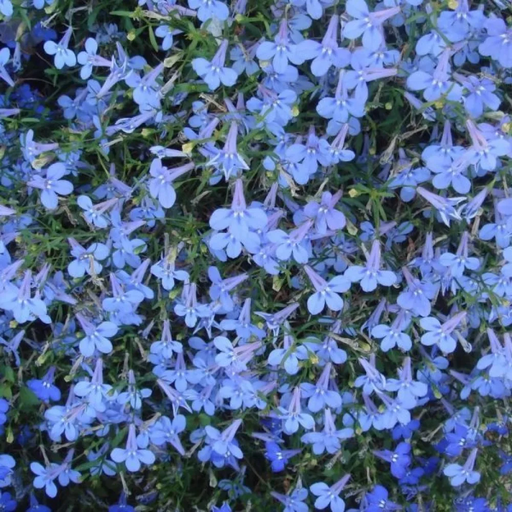 Sinilobelia 'Cambridge Blue'