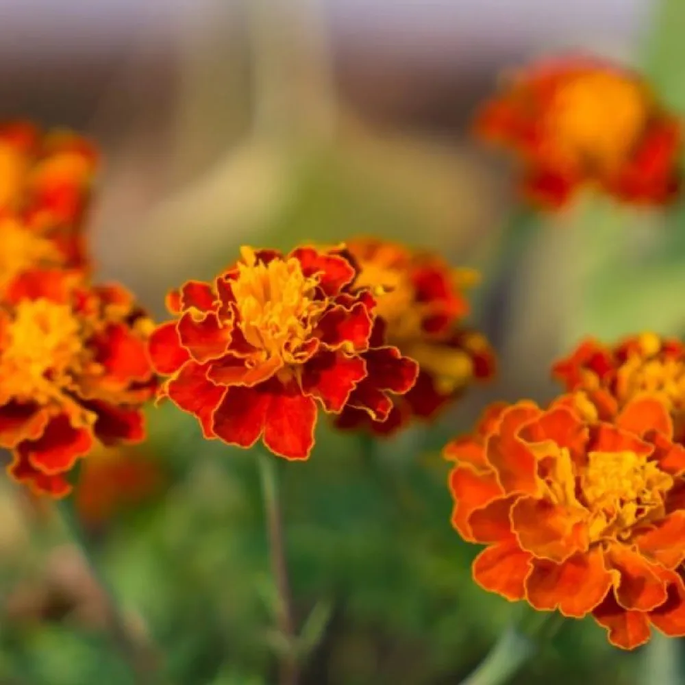 Ruusukesamettikukka 'Orange Flame'