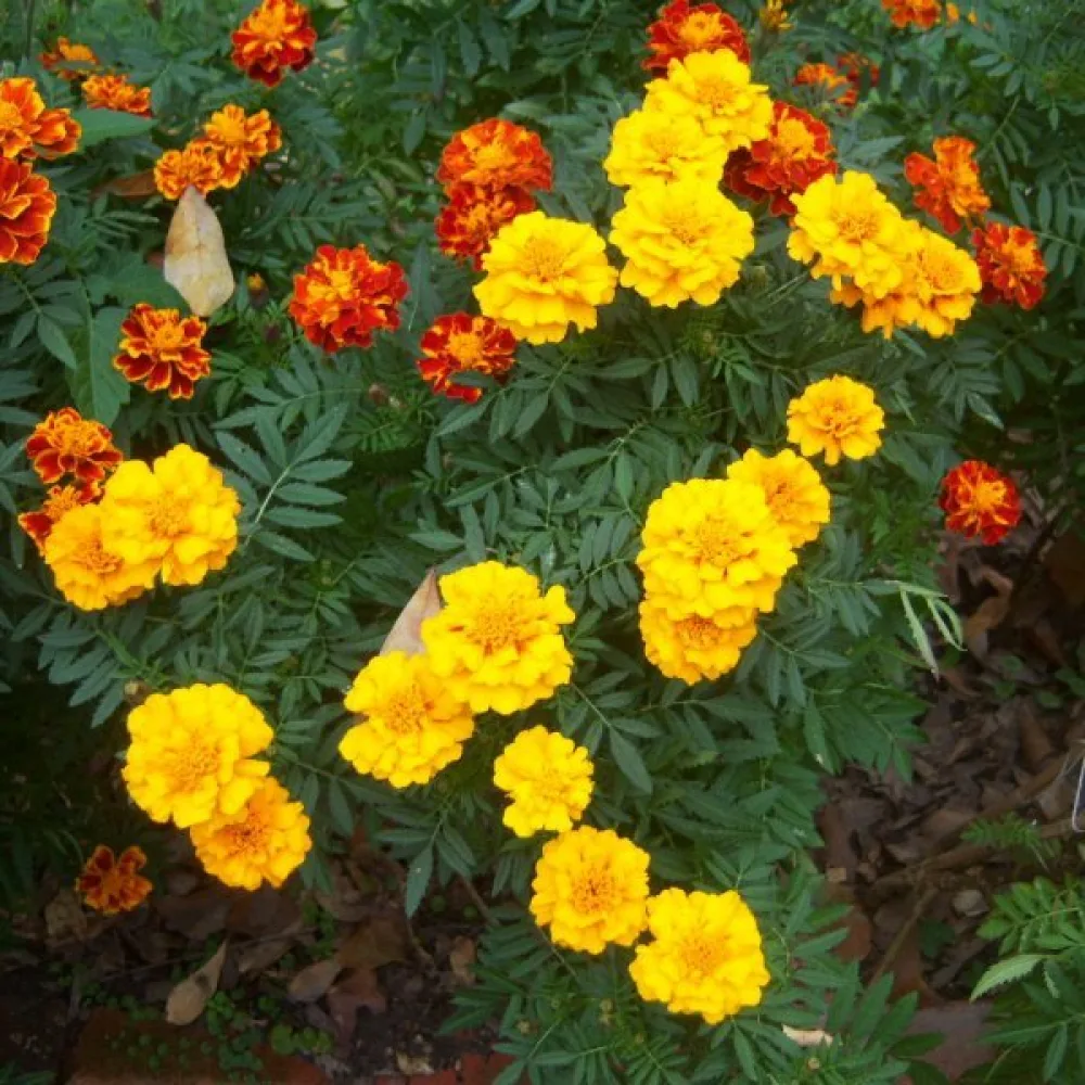 Ruusukesamettikukka 'Honey Moon'