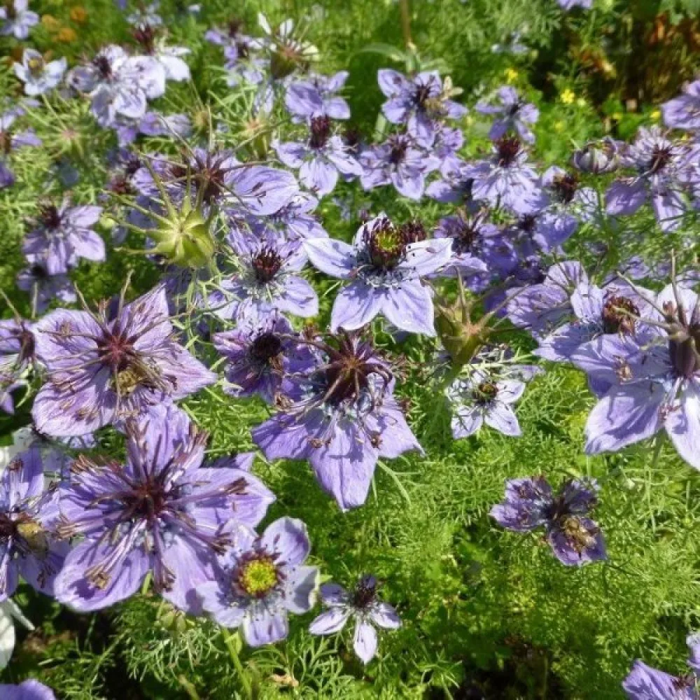 Nigella hispanica – sininen