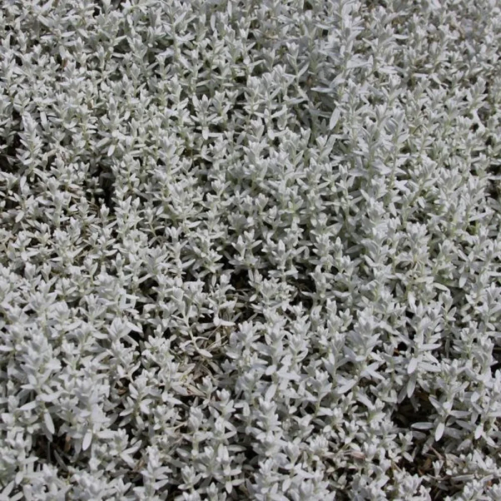 Härkki Cerastium biebersteinii, valkoinen