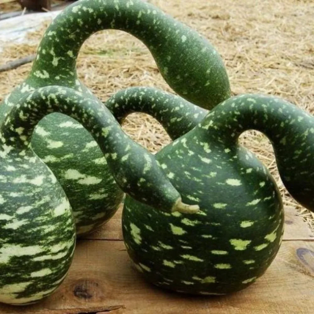 Pullokurpitsa 'Dipper'