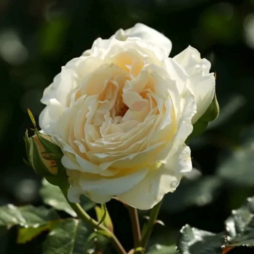 Ruusu 'Vanilla Dream' – paljasjuurinen