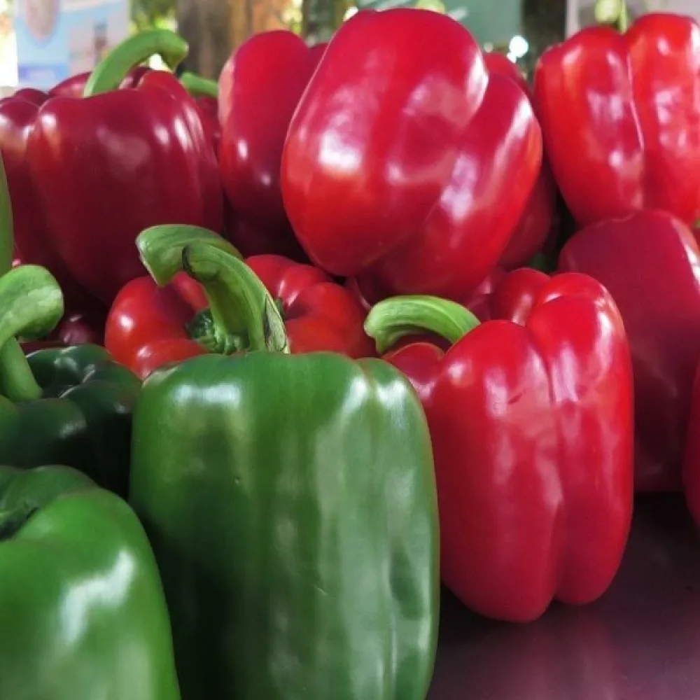 Paprika 'Yolo Wonder'