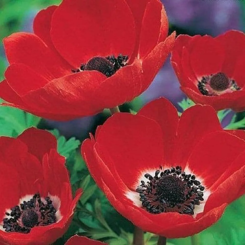 Vuokko 'Coronaria Hollandia'