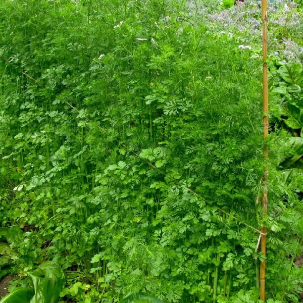 Korianteri – mikroversoiksi