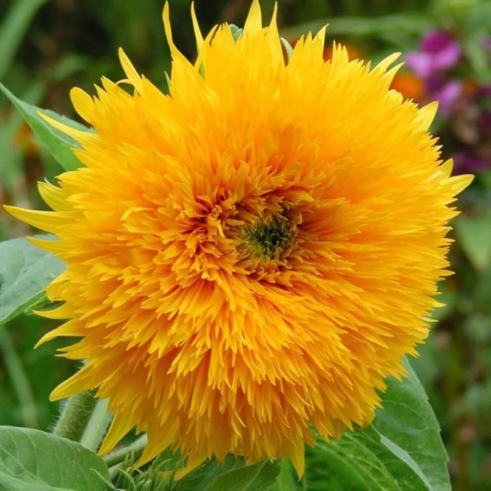 Auringonkukka 'Orange Sun', kerrottu