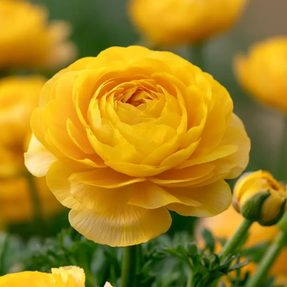 Aasianleinikki 'Yellow Tomer'
