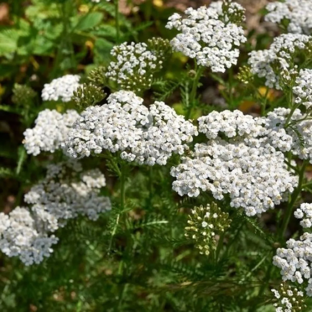 Siankärsämö Achillea millefolium