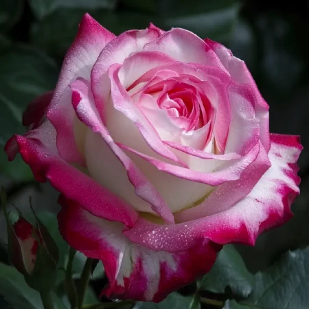 Ruusu 'Heavens Flower' – paljasjuurinen