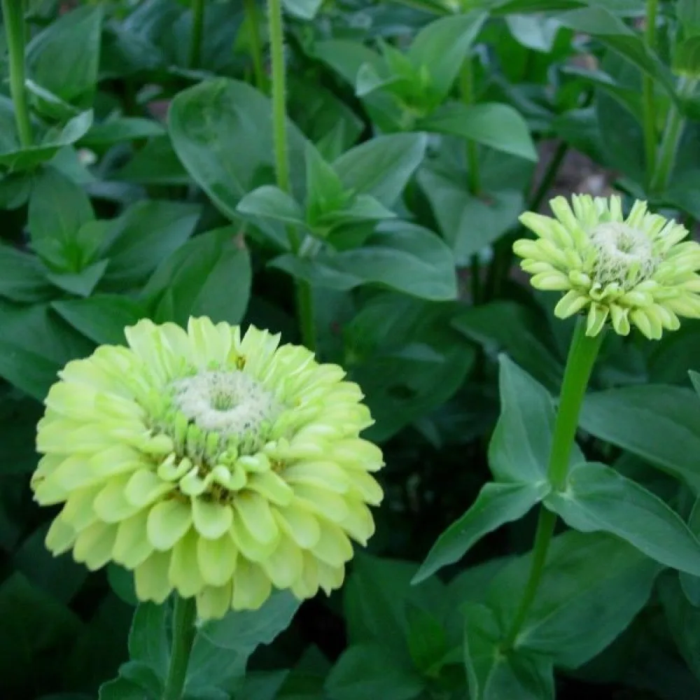 Tsinnia 'Envy'