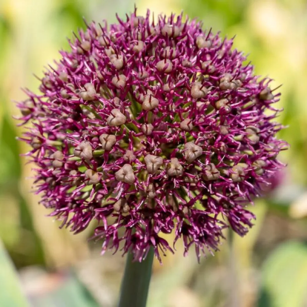 Koristelaukka 'Ostara'