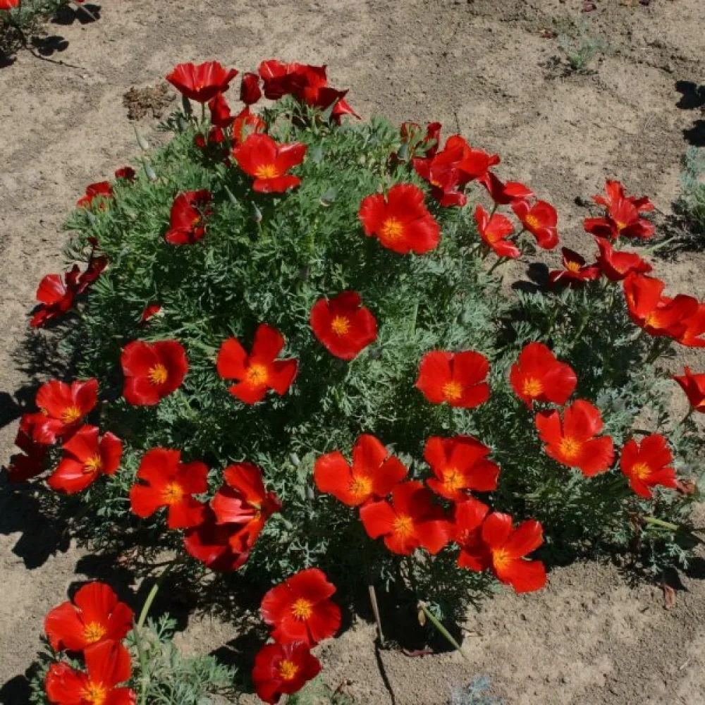 Kaliforniantunikko 'Red Chief', punainen