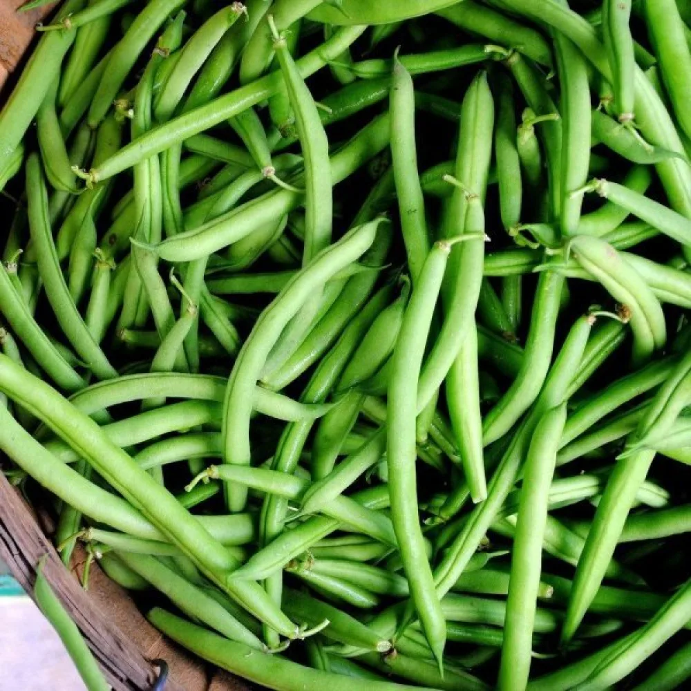 Tarhapapu 'Tendergreen'