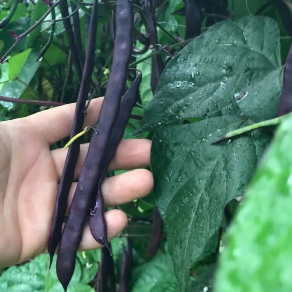 Salkopapu 'Blauhilde'