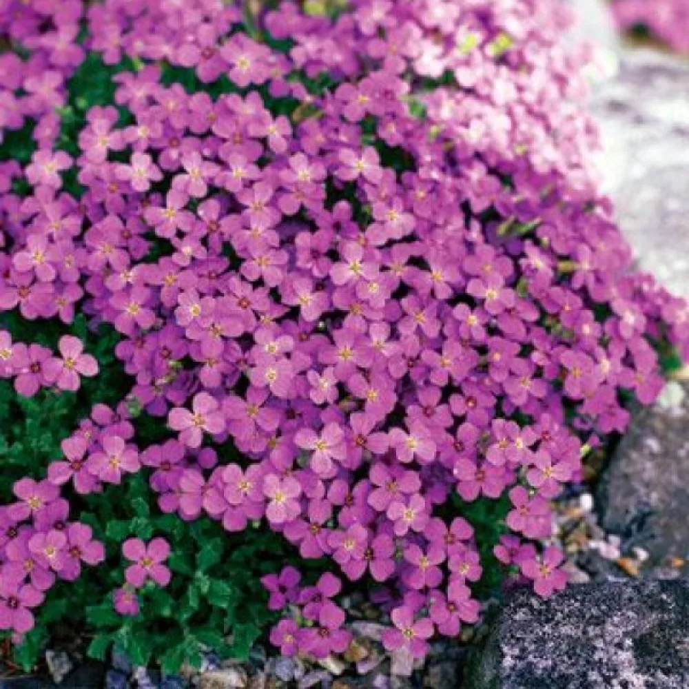 Aubrietia 'Leichtlinii'