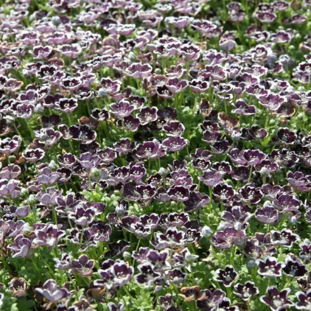 Nemophila 'Penny Black'