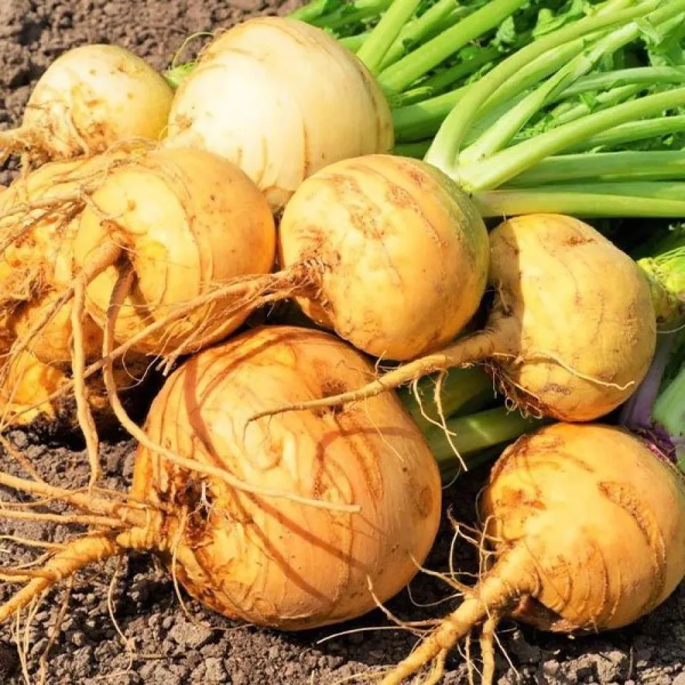 Nauris 'Golden Ball'