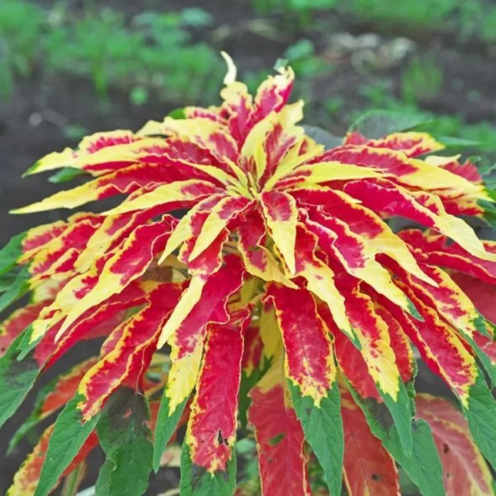 Amarantti 'Perfecta'