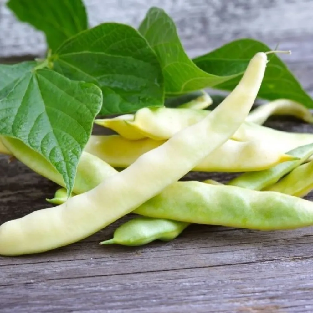 Tarhapapu 'Supernano Giallo'