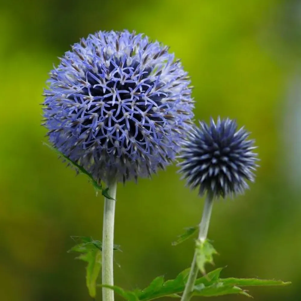 Pallo-ohdake Echinops bannaticus, sininen