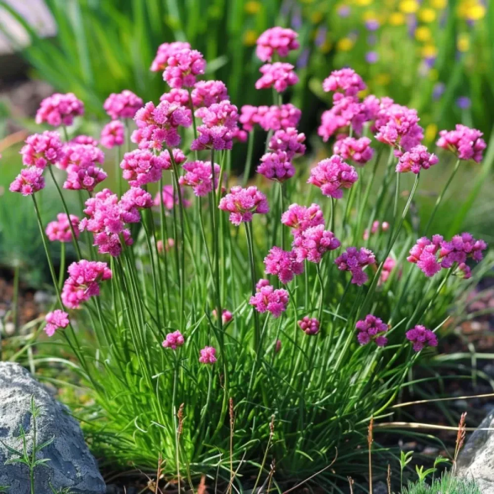 Merilukko 'Splendens Rose'