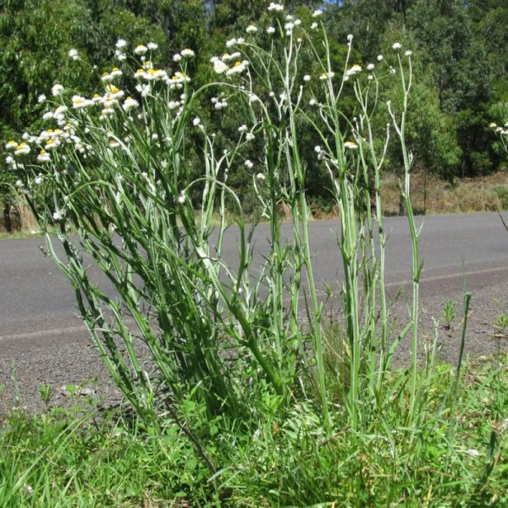Ammobium, isokukkainen, valkoinen