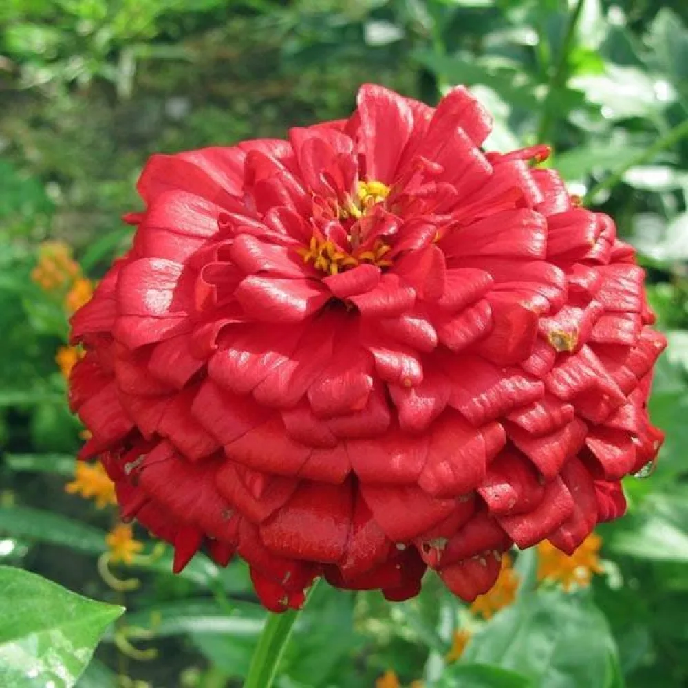 Tsinnia 'Scarlet Flame'