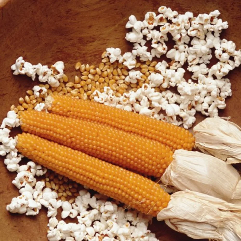 Popcornmaissi 'Dobosz'