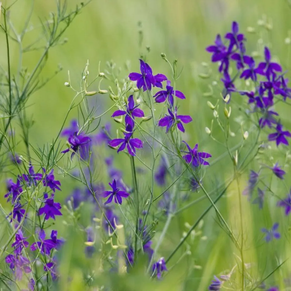 Kesäritarinkannus 'Blue Cloud'